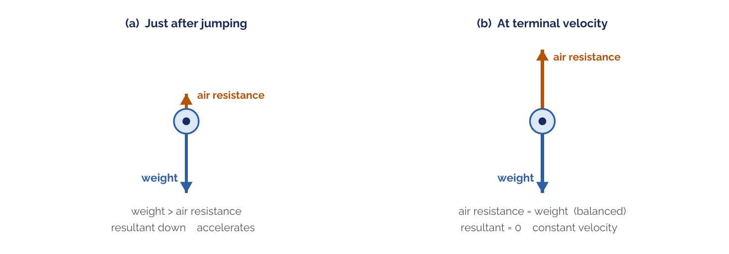Forces on a falling object just after jumping (unbalanced) and at terminal velocity (balanced)