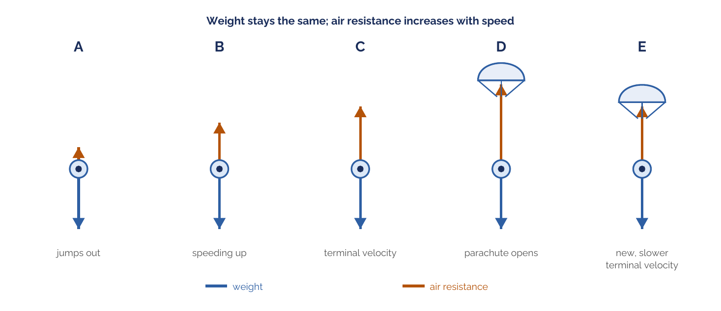 The five stages of a skydive A to E showing weight and air resistance arrows